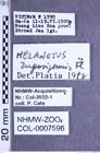 Etiketten zu Melanotus rugosipennis (Fleutiaux, 1933) (NHMW-ZOO-COL-0007596)